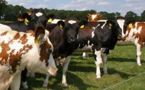 gastenboerderij-kosman-koeien-2