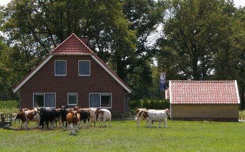 boerderij en koeien